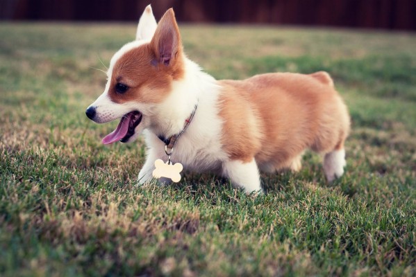 Doggie Corgi - 1280x720 Wallpaper - teahub.io