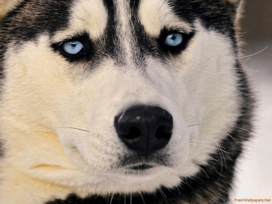 Siberian Husky Wallpapers 4k - 2560x1600 Wallpaper - teahub.io