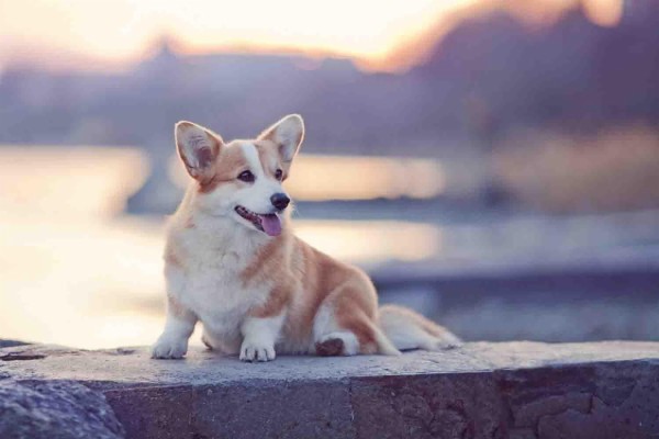 Doggie Corgi - 1280x720 Wallpaper - teahub.io