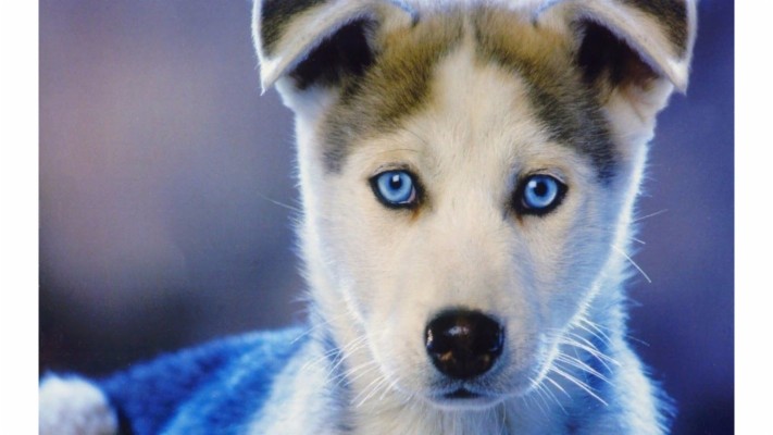 siberian husky wallpaper cute puppies 3840x2160 wallpaper teahub io siberian husky wallpaper cute puppies