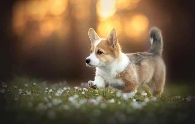 Photo Wallpaper Autumn, Nature, Each, Dog, Welsh Corgi - Autumn Desktop ...