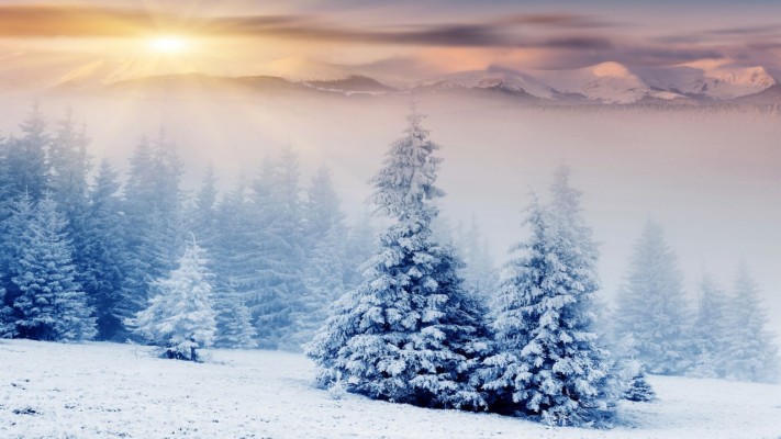 Snow On Trees - 1280x720 Wallpaper - teahub.io