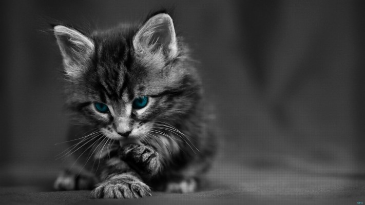 4k Ultra Hd Cat Wallpapers Hd, Desktop Backgrounds - Hd Black And White Wallpapers  1080p - 3840x2160 Wallpaper 