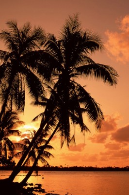 1920x1080, Palm Tree Wallpapers - Palm Trees Background Hd - 1920x1080 ...