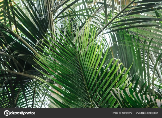 Wallpaper Palm, Tree, Leaves - Palm Trees Wallpaper Laptop - 1366x768 ...