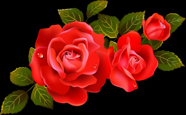 Kamal Ka Phool Wallpaper - Bouquet Of Roses - 800x600 Wallpaper 