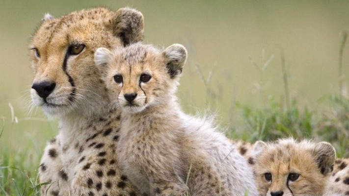 Cute Animal Wallpapers, Puffy, Hd Wild Life Photos, - Baby Cheetah ...