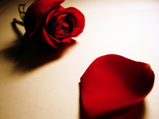 Wonderful Hd Wallpaper Of Red Rose Flower - Rose Images Hd For Dp ...
