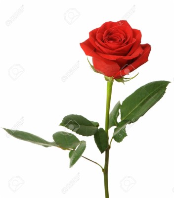 Inspiring Beauty And The Beast Rose Quotes 949x1280 Wallpaper Teahub Io