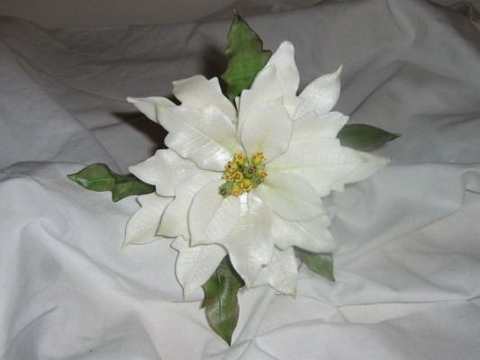 Poinsettia - 1024x768 Wallpaper - teahub.io