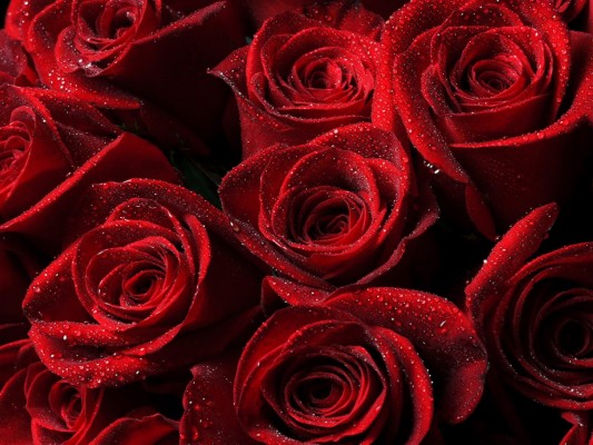 Aesthetic Red Roses Background - 1920x1440 Wallpaper 