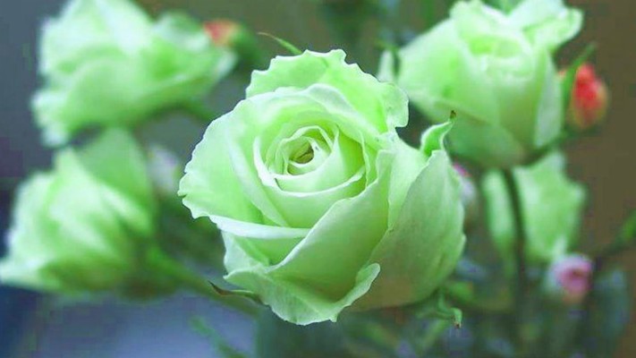 Green Rose Wallpaper - Green Rose Flower Images Hd - 1920x1080 ...