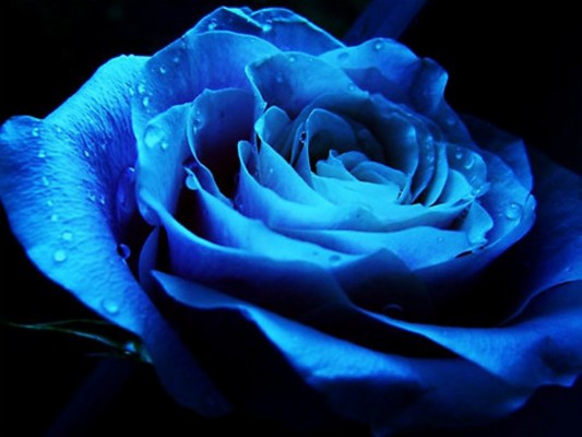 Dark Blue Roses Wallpaper Mobile - 1600x1200 Wallpaper - teahub.io