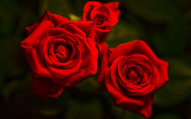 Download Red Rose Free Download Wallpapers and Backgrounds 
