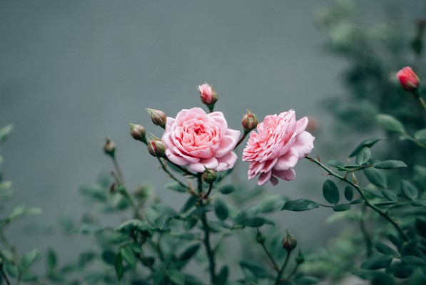 Two Rose Images Hd - 3688x2469 Wallpaper - teahub.io