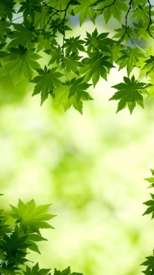 30 Hd Green Iphone Wallpapers - Natural Background For Mobile - 750x1334  Wallpaper 