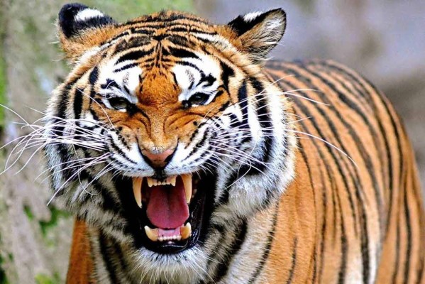 Gambar harimau malaya