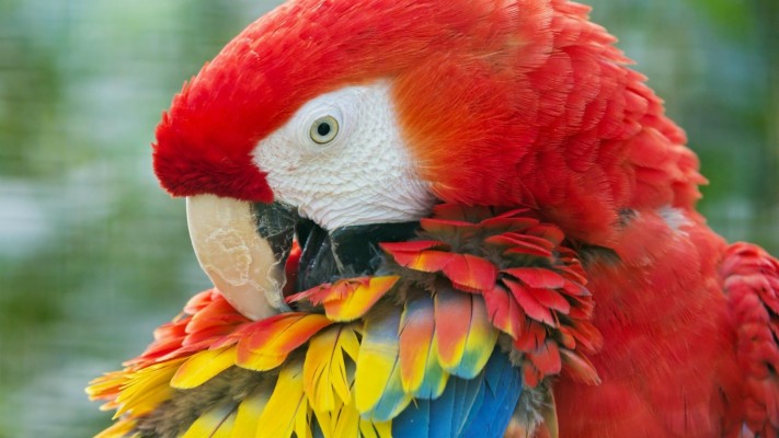Parrots Images Parrot Hd Wallpaper And Background Photos - High