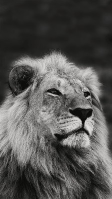 Black And White Lion Wallpapers For Iphone - 640x960 Wallpaper - teahub.io