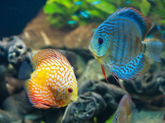 Animals Fish Discus Fish Wallpapers Hd Desktop Discus Fish Wallpaper Hd 48x1536 Wallpaper Teahub Io