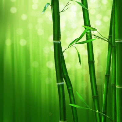 Beautiful 3d Wallpaper Of Bamboo With Green Background - Beautiful ...