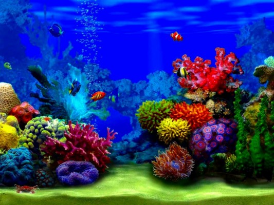 Coral Reef Ocean Habitat - 1000x613 Wallpaper - teahub.io