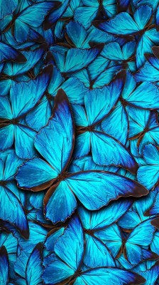 Butterfly Iphone Wallpaper Hd 1440x2560 Wallpaper Teahub Io