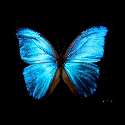 Download Butterfly Wallpapers and Backgrounds 