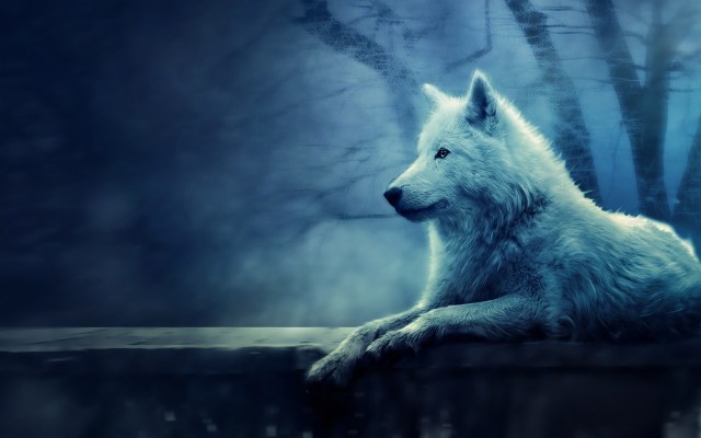Cool Wolf Wallpapers - Alone Wolf Wallpaper Hd - 1280x800 Wallpaper