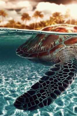 Turtle Wallpapers For Mac - 640x960 Wallpaper - teahub.io