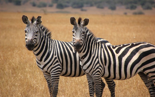 High Resolution Two Zebra - 5184x3240 Wallpaper - teahub.io