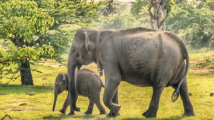 Sri Lanka Wild Elephant - 1920x1080 Wallpaper - teahub.io