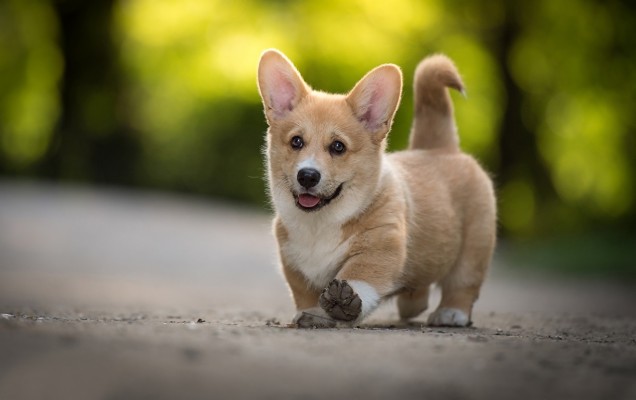 Puppy Wallpaper Hd - Cute Baby Welsh Corgi - 1223x768 Wallpaper - teahub.io