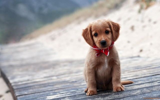 Cute Red Retriever Puppies - 2560x1600 Wallpaper - teahub.io