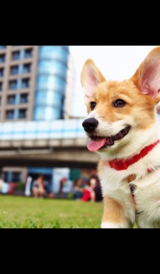 Taiwan Corgi 600x1024 Wallpaper Teahub Io