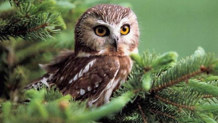 Cute Owl For Ipad Wallpaper 1080p - Cute Owl Backgrounds - 736x1308  Wallpaper 