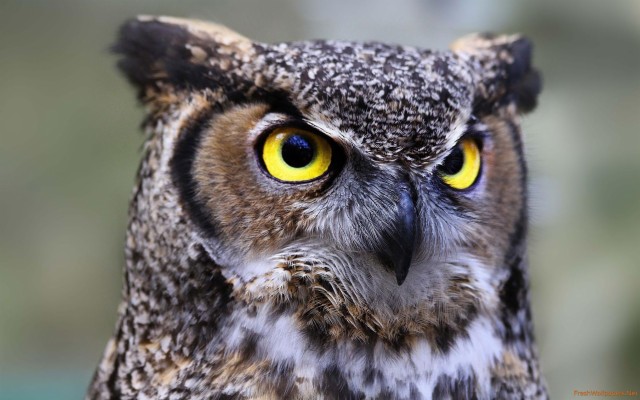 Great Horned Owl Red Eyes - 1920x1200 Wallpaper - teahub.io