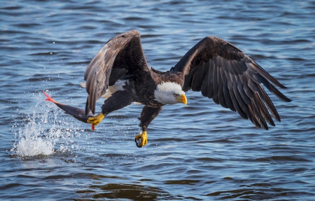 Photo Wallpaper Water, Bird, Eagle, Fish, Flight, Catch, - Eagle