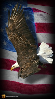 American Eagle Wallpaper Cell Phone 1077x19 Wallpaper Teahub Io