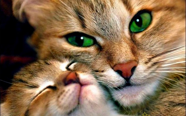 Love Cat Wallpaper Hd 2560x1600 Wallpaper Teahub Io