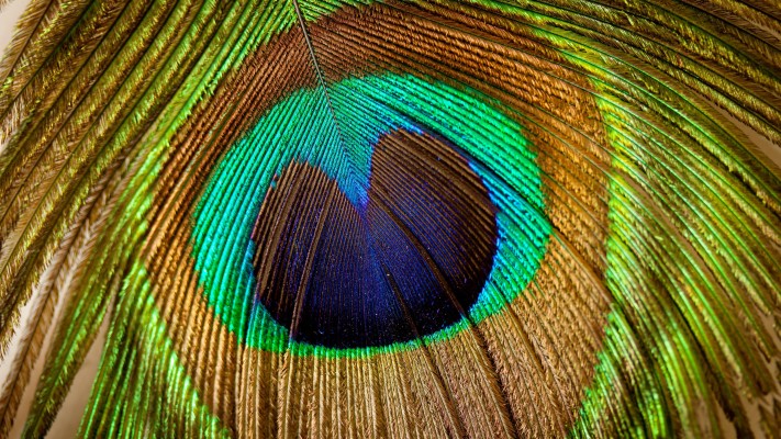 Peacock Feather Background - 2560x1440 Wallpaper - teahub.io