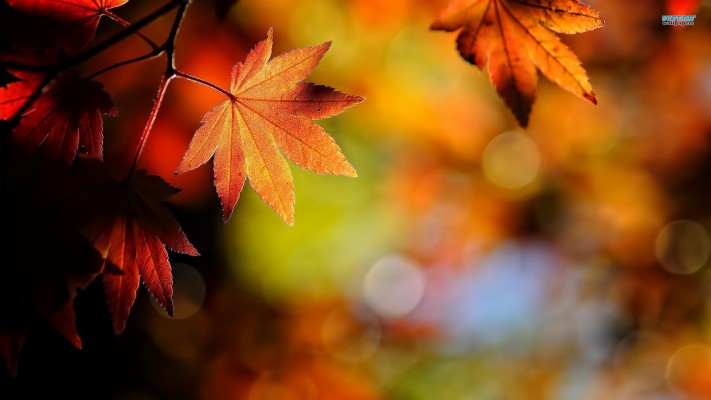 Leaves Autumn Wallpapers Hd - Autumn Wallpaper Hd - 2880x1827 Wallpaper ...