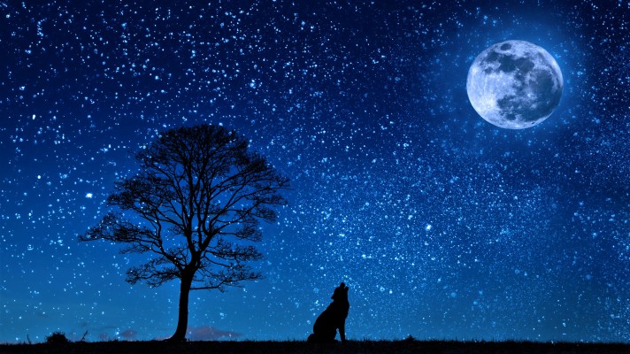 The Wolf And Blue Moon Wallpaper Full Moon 1024x768 Wallpaper Teahub Io