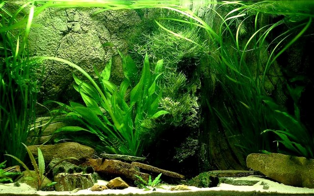 Wiki Fish Tank Wallpapers Hd Pic Data Src - Fish Tank Background Poster -  2560x1600 Wallpaper 