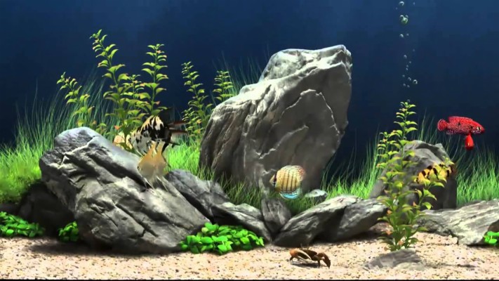 Aquarium