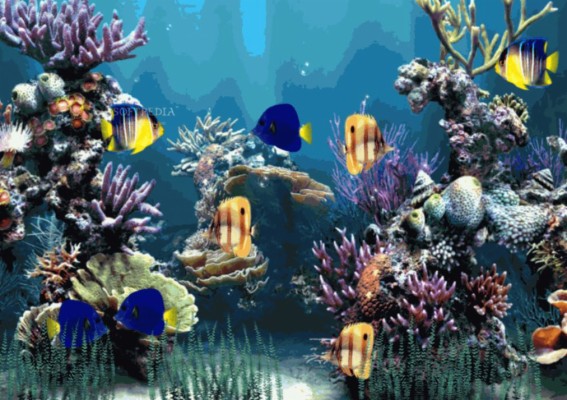 Moving Fish Screensaver Free Download - 800x600 Wallpaper - teahub.io