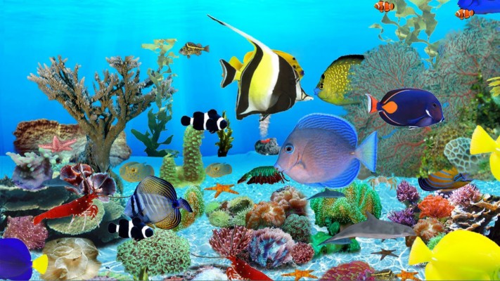 Animated Desktop Wallpaper Fish For Windows - Animated Fish Tank ...