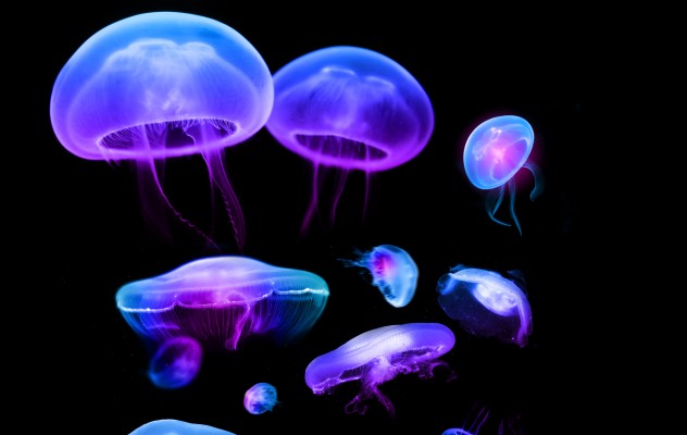 Jellyfish Wallpaper Download Free - Ponyo In Real Life - 1920x1080 ...