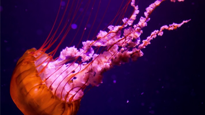 Pink And Orange Jellyfish - 1920x1080 Wallpaper - teahub.io