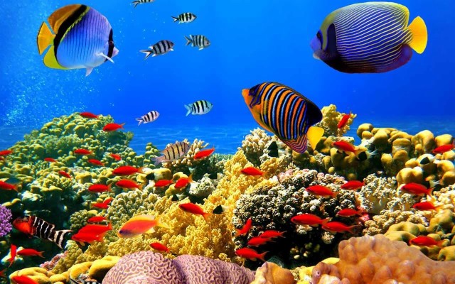 Desktop Live Fish Wallpaper Free - Fishes Aquarium Wallpapers Hd ...